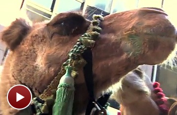 Meet Ted the Camel and More Furry Stars of The Radio City Christmas Spectacular