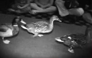 Famous Peabody Ducks to Waddle Red Carpet at Memphis Opening