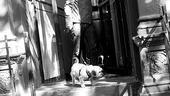 Doyle, who's managing a career in NYC at an age when most kids are still playing beer pong, starts the day simply: walking his pooch, Jacob.